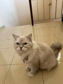 ragdoll cat