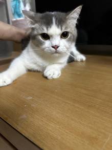 bts cat