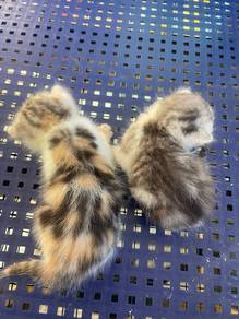Bengal Mix Dlh
