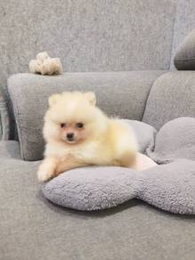 Mini Pomeranian