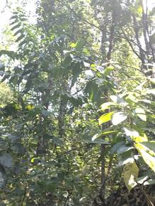 Pokok Gaharu Utk Dijual