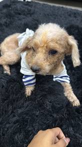 Tiny Toy poodle
