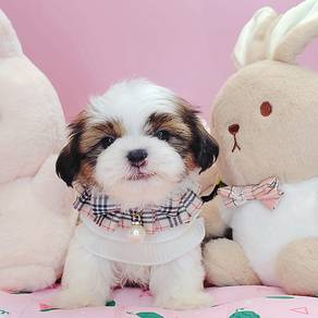 Shih Tzu