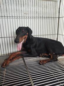 Male Europeon Doberman