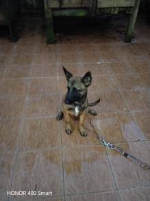 Belgium Shepard/  Malinois