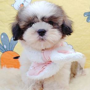 Shih Tzu