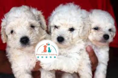 Toy Poodle