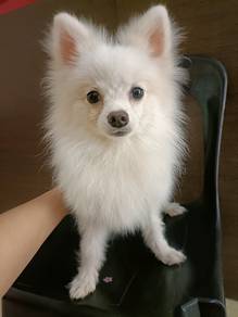 Pomeranian puppy for sale