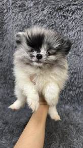 博美男
pomeranian
malae
M2
dob 2个月以上