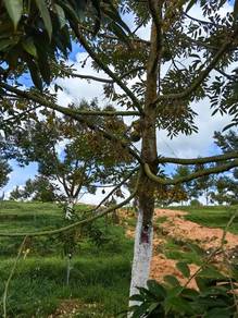 Agricultural Land in Senai, JHR