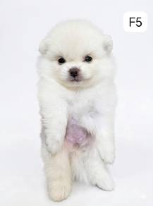 Tiny Pomeranian 