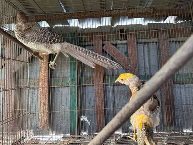 Yellow golden pheasant