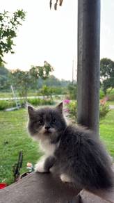 Bsh