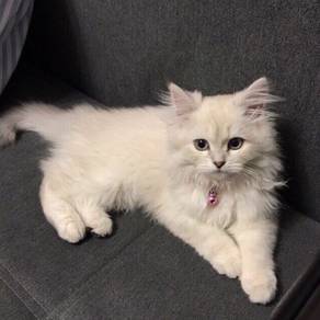 Persian Siamese Ragdoll Kitten