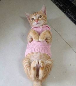Comel Ginger Adoption Ipoh