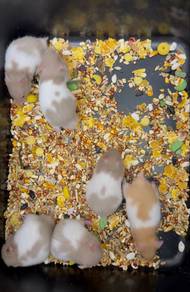 Hamster Syrian Baby