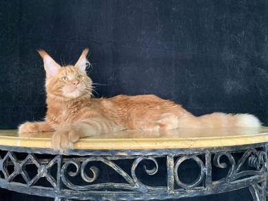 Red Tabby Maine Coon male kitten