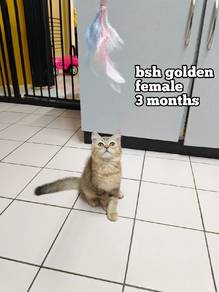 british short hair golden female kitten