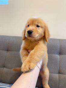 Golden Retriever 黄金猎犬