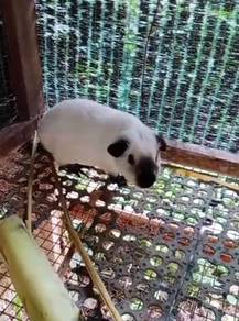 Guinea pig/arbok california jantan