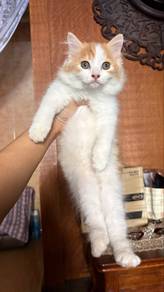 Anak Kucing Parsi Female