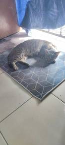 Cat For Adoption