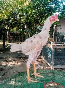 Ayam Baka Baik