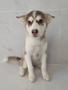 Husky puppies