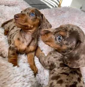 HHHT 6060 Dachshund short haired dapple color