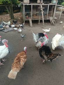 ayam belanda hidup, turkey