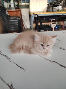 Kitten (Parsi mix Lokal)