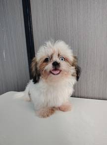Shih Tzu puppies male very short leg 