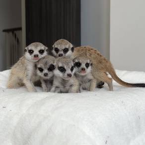 Meerkat