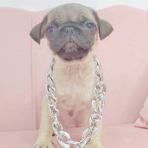 Pug