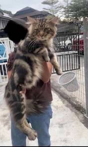 Mainecoon male proven cat kucing
