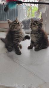 Anak kucing untuk di jual