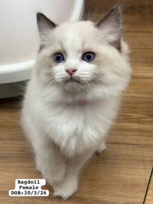 Ragdoll Untuk Dijual !!
