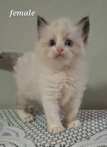 Ragdoll kitten