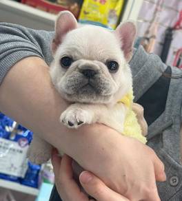 French Bulldog