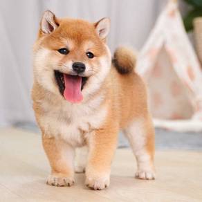 Shiba inu
