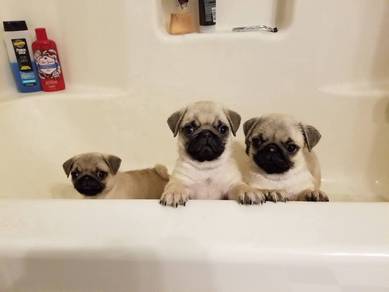 pug l