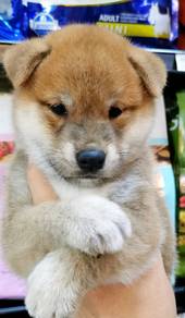 S3355 Little cute awesome brown haired Shiba Inu