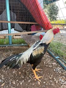 Ayam Ratu Dokmak muda