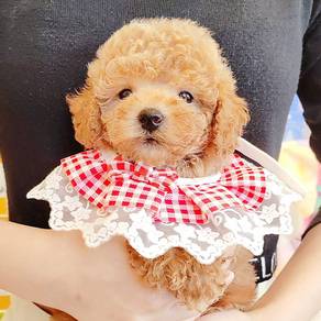 Poodle