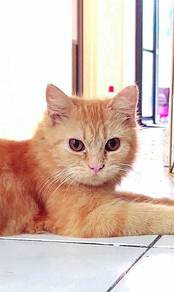 Persian Semiflat mix kitten