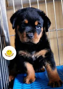 R6000 #mka ROTTWEILER cute puppy dog