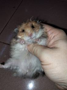 hamster syrian