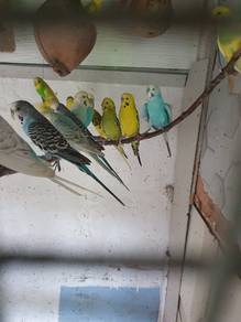 Burung Baji / Budgie