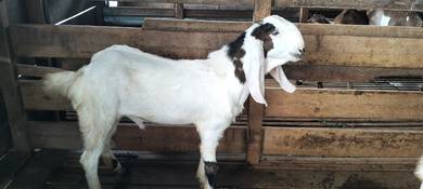 kambing