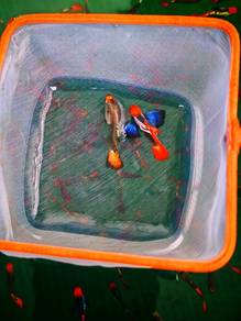 ikan guppy 